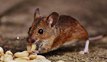 24 Hour & Emergency Exterminators in Grindstone Creek Rancheria, CA